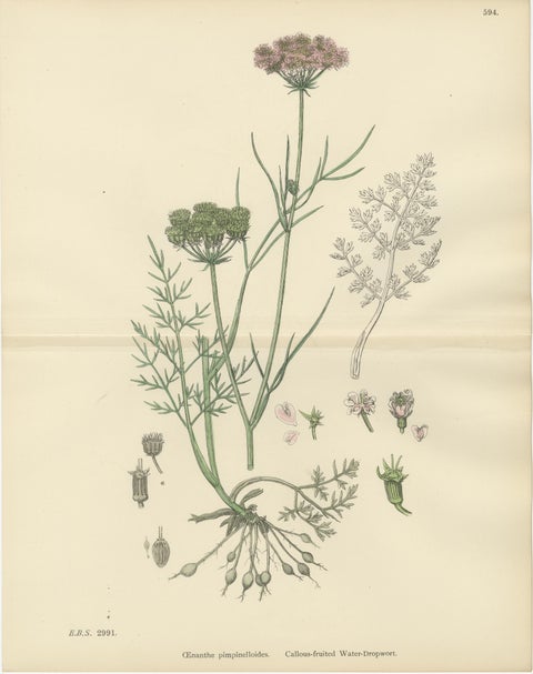 Antique English Botanical Print, Callous-Fruited Water-Dropwort c.1902, view 2