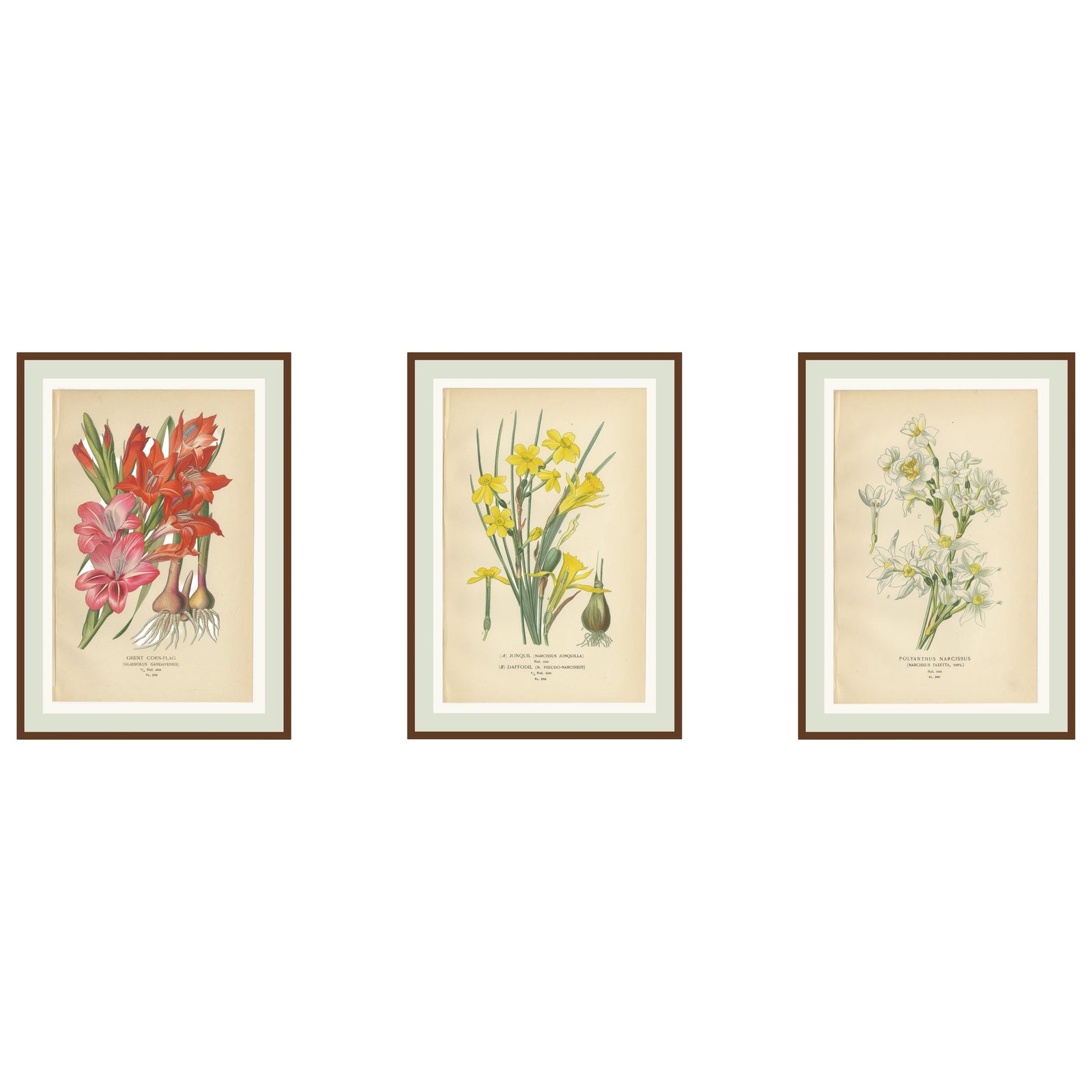 Antique Orchid and Flower Prints, Gladiolus, Jonquil, and Narcissus, 1897