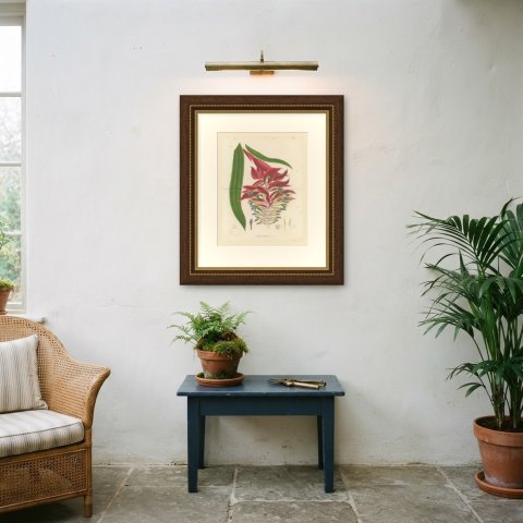 Billbergia Moreliana, Bromeliad in Flower Chromolithograph Plate II, 1859, shown framed on a wall, true to size