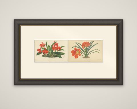 Vibrant Orchid and Clivia: A Botanical Duo from Van Houtte's Collection, c.1875, shown framed