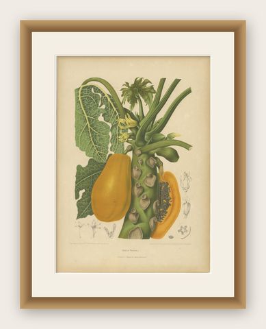 Antique Papaya Botanical Chromolithograph by Hoola van Nooten, c. 1880, shown framed