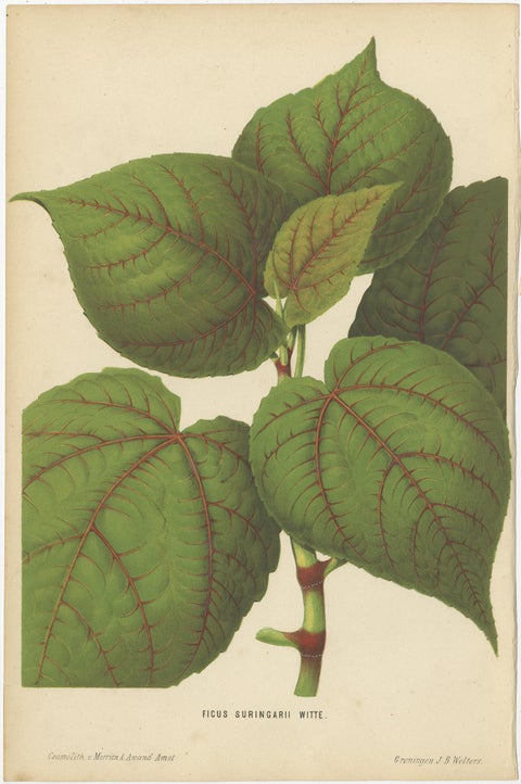 Set of 3 Antique Botany Prints, Spirea, Strawberry, by Oudemans, circa 1865, view 4