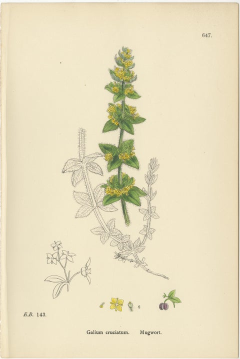 Antique Botanical Prints, Decorative Set of 10 Bedstraw Plant Engravings, 1902, view 4