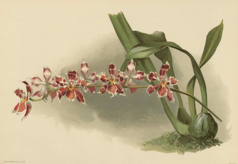 Large Antique Botanical Print, Orchid Odontoglossum Hybridum Leroyanum, c.1888, close-up 1