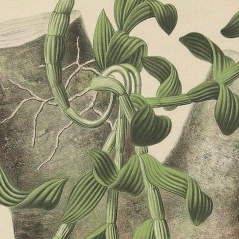 Orchid Elegance: Huge Exquisite Chromolithograph of the Dutch Colonial Era, 1854, close-up 6
