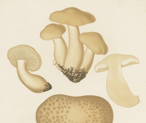 Antique Mycology Print of Oyster Mushrooms by E.M. Fries, circa 1860, view 3