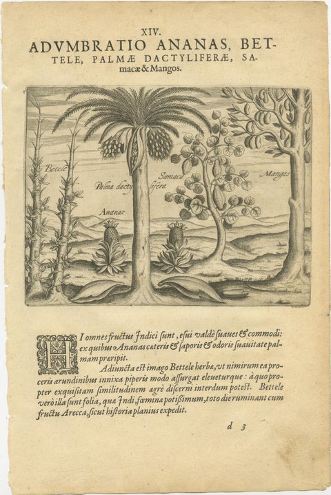 De Bry Botanical Engravings, Pineapple, Mango & Pepper Plants, c.1598, view 2