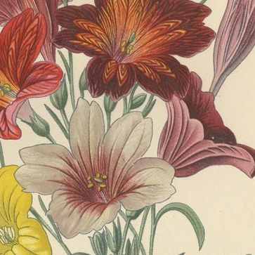 1897 Botanical Prints, Nierembergia, Salpiglossis, and Butterfly Flowers, close-up 2