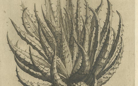 Aloe Afric Humilis Botanical Engraving from Caspar Commelin’s Work, 1706, close-up 1