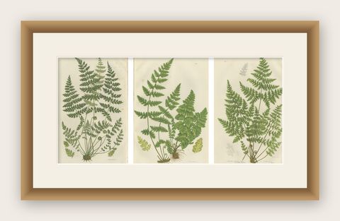 Brittle Bladder Fern Triptych, Hand-Colored Engravings, 1873, 3 Prints, shown framed