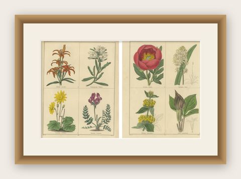 Pair of Rare 1836 Botanical Flower Prints by B. Maund, London, shown framed