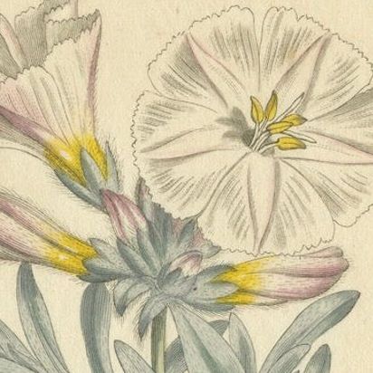 Antique Botanical Engraving of Silverbush, Rare 1799 Floral Print by Curtis, close-up 4