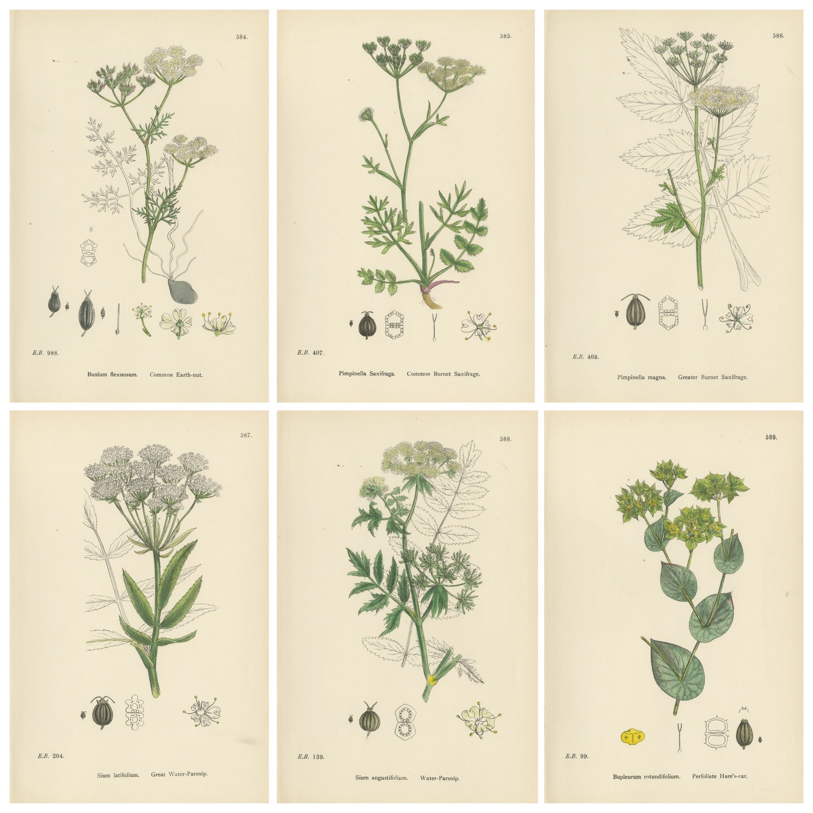 Antique English Botanical Prints, Elegant British Wildflowers, Sowerby c.1902