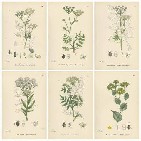 Antique English Botanical Prints, Elegant British Wildflowers, Sowerby c.1902