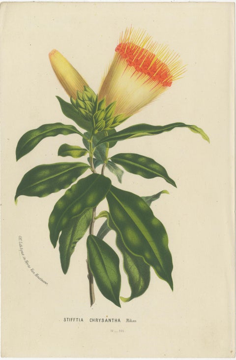 Flora Illustrated: A Collection of 19th Century Botanical Art, Published c.1875, view 5