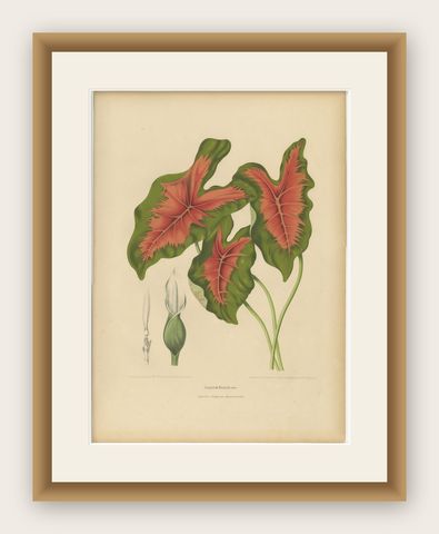 Heart of Jesus Caladium, Original Antique Botanical Print by van Nooten, c.1880, shown framed