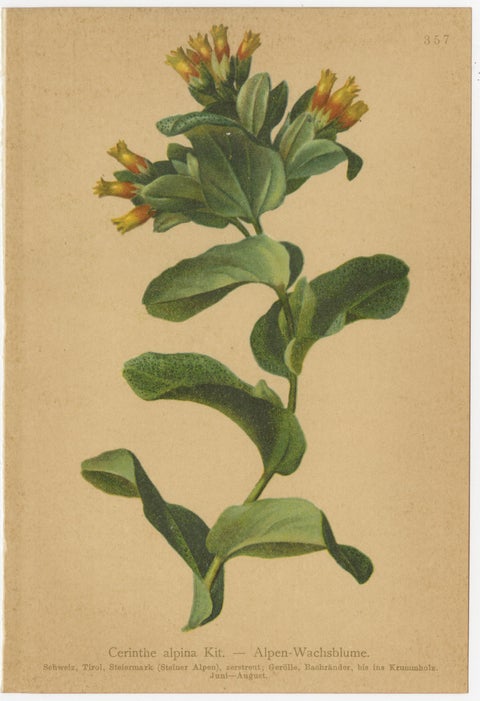 Antique Botanical Prints Alpine Flora Set of 8, Chromolithographs, 1897, view 6