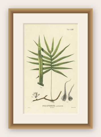 Beautiful, Hand-Crafted Lithograph of Ferns of Indonesia (Polypodium), 1829, shown framed