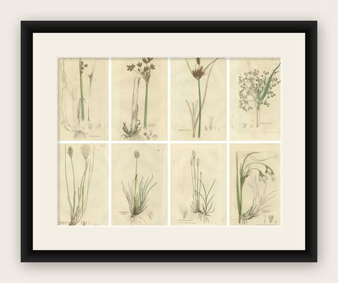 Set of 8 Antique Botanical Engravings of Bulrush, Cottongrass & Arrowgrass, 1830, shown framed