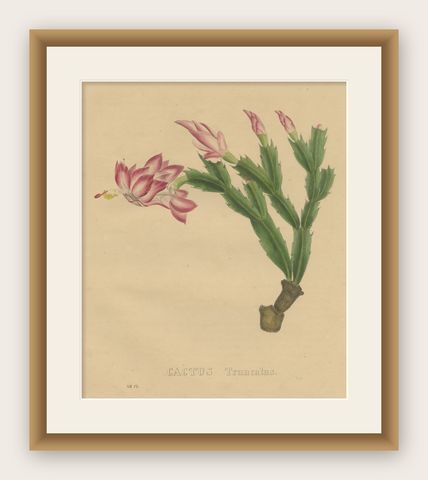 Botanical Beauty: Schlumbergera, The Christmas Cactus, circa 1832, shown framed