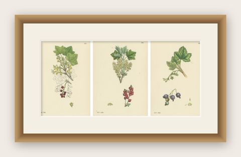Hand-Colored Botanical Engravings of Red and Black Currant Varieties, 1902, shown framed