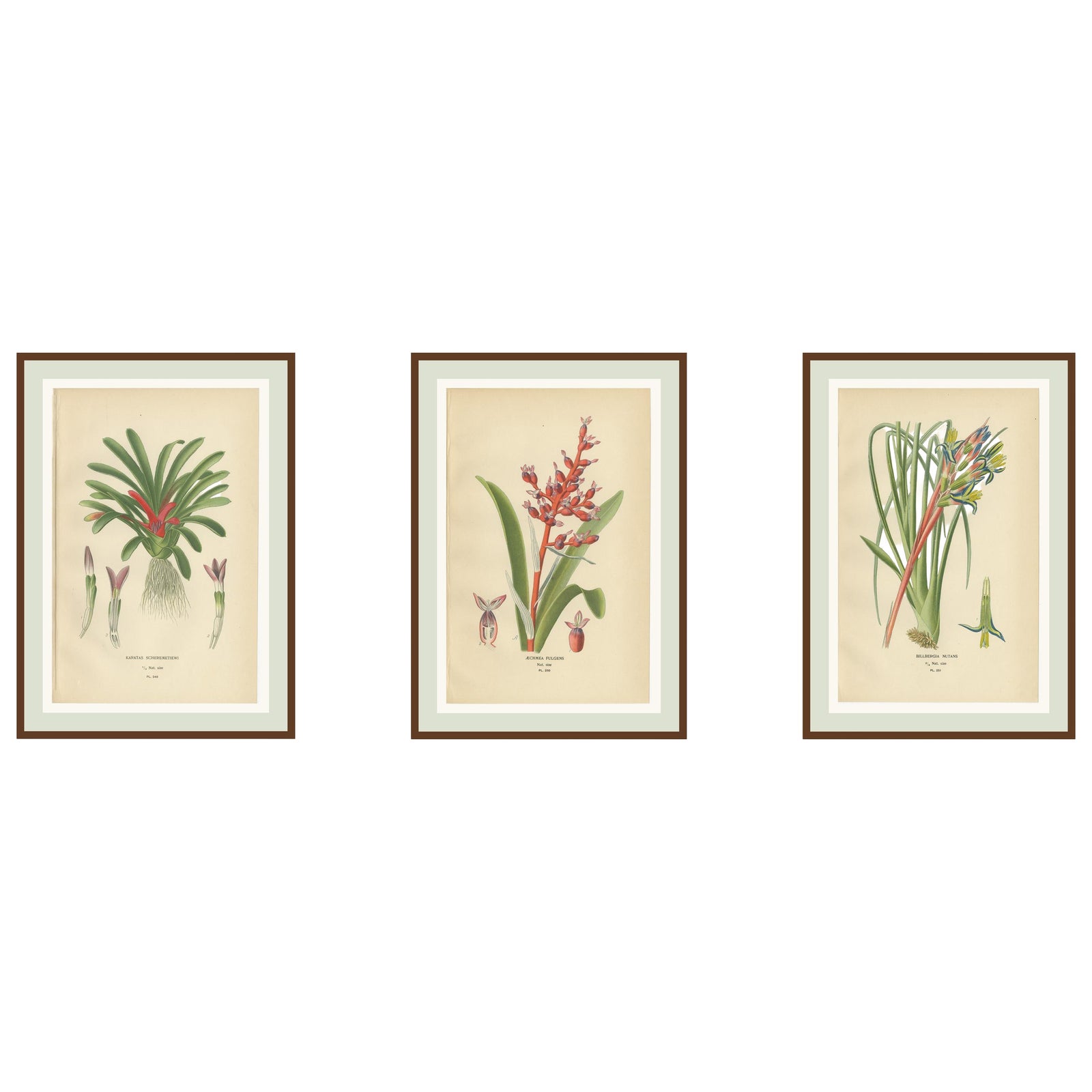 Antique Orchid & Bromeliad Chromolithographs 1897, Karatas, Aechmea, Billbergia