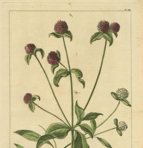 Antique Flower Print 'Amaranthoides' , 1755, view 2