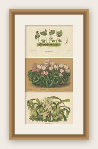 Set of 3 Antique Botany Prints, Orchid, Persian Violet, by Oudemans, circa 1865, shown framed