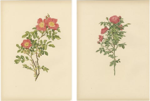 Antique Chromolithographs of Roses (Set of 2), 1914, view 5