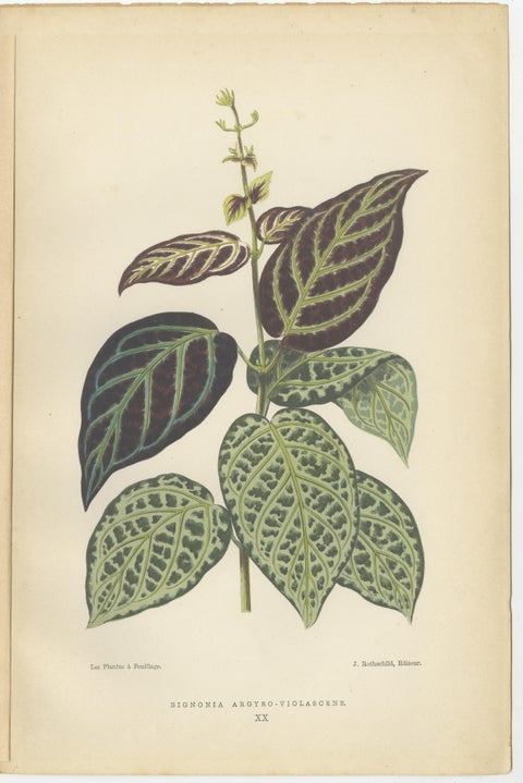 Verdant Variations: A Triptych of 19th Century Botanical Elegance, 1880, view 2