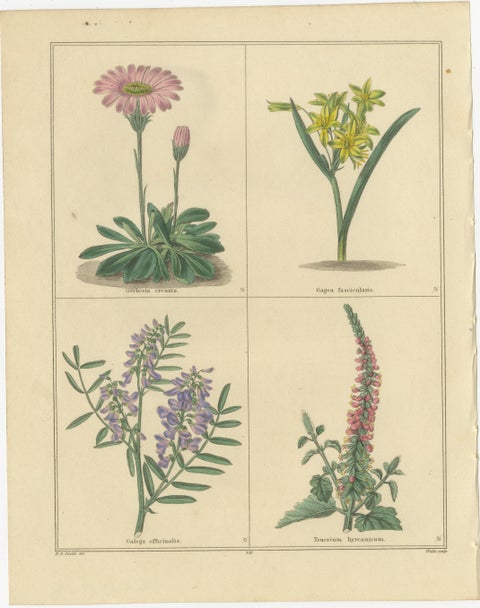Pair of Victorian Botanical Flower Prints by B. Maund, London circa 1836, view 3