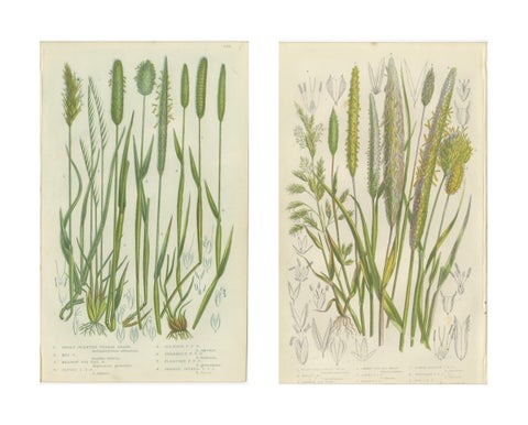 Victorian Botanical Engravings of Tunbridge Film Ferns, 1873, Pair, view 4