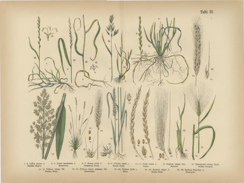 Antique Botanical Prints Set, German Atlas Plants & Grasses, circa 1885, view 7