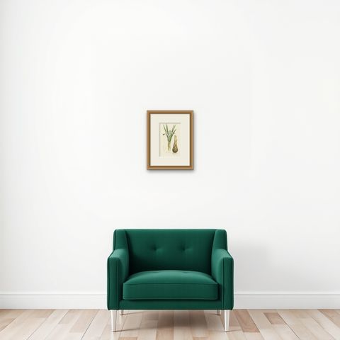 Botanical Illustration of Persian Iris: Iris persica from Iran, c.1855, shown framed on a wall, true to size
