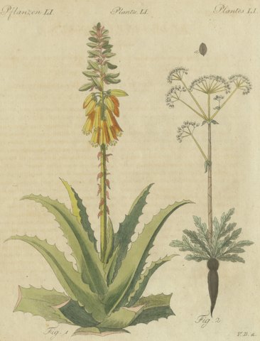 Flowering Aloe with Umbellifer, Antique Bertuch Print, circa 1805