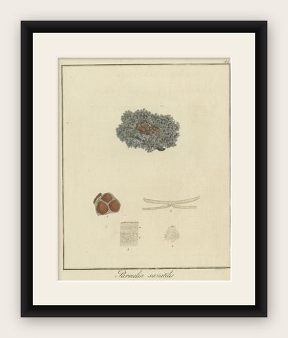 Hand-Colored Engraving of Shield Lichen, Parmelia saxatilis, by F. Guimpel, 1819, shown framed