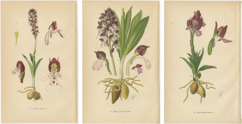 Ephemeral Elegance: Orchids of 1904 in Müller's Illustrations, view 5