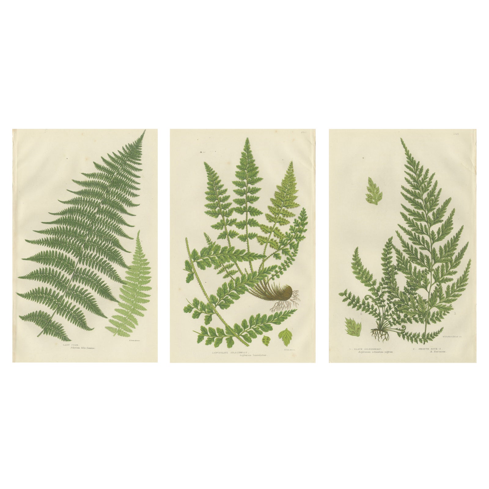 Lanceolate, Black Spleenwort & Wall Rue, Botanical Triptych, 1873
