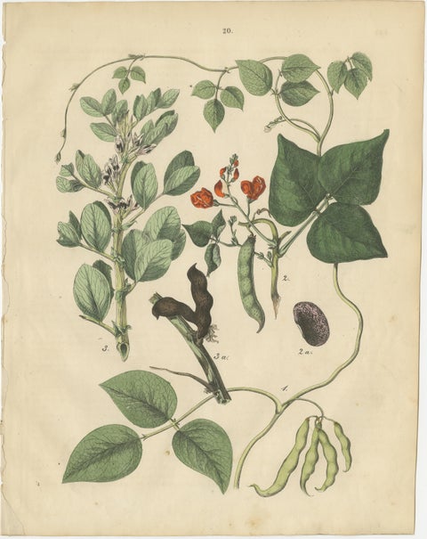 Antique Meadow and Fodder Plants Prints, Botanical Studies, 1852, view 5