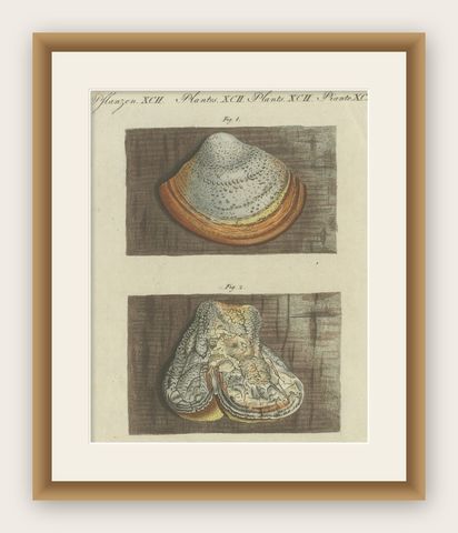 Antique Engraving of Phellinus Igniarius & Laricifomes Officinalis Fungi, 1795, shown framed
