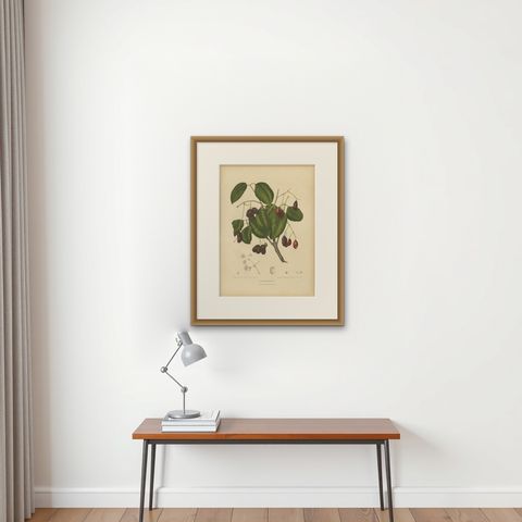 Antique Java Plum Botanical Chromolithograph by Hoola van Nooten, c. 1880, shown framed on a wall, true to size