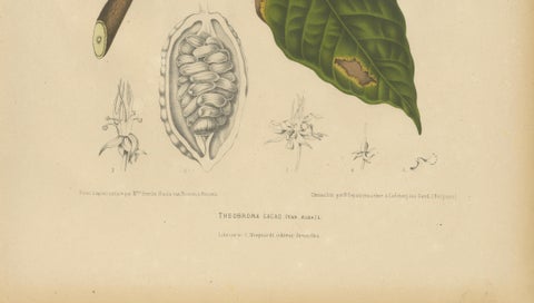 Antique White Cacao Botanical Chromolithograph by Hoola van Nooten, c. 1880, close-up 5