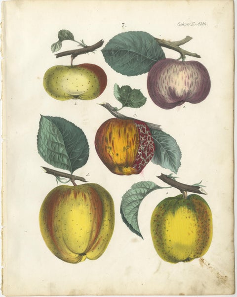 Antique Fruit Chromolithographs, Apples & Plums, Set of Six, Calwer 1854, view 4