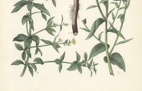 Hand-Colored Botanical Lithograph of Madder and Safflower, 1854, close-up 1