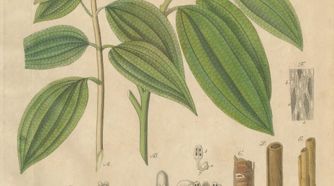 Antique Cinnamon Botanical Print, Laurus Cinnamomum & cassia, c.1831, close-up 2