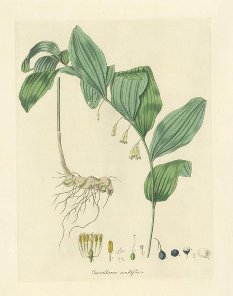 Antique Botany Print of the Common Solomon's-Seal by Curtis, 'circa 1817', view 2