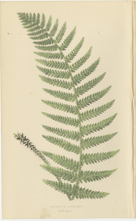 Antique Hand-Colored Fern Prints, Aspidium Species, 19th Century Botanical Art, view 3