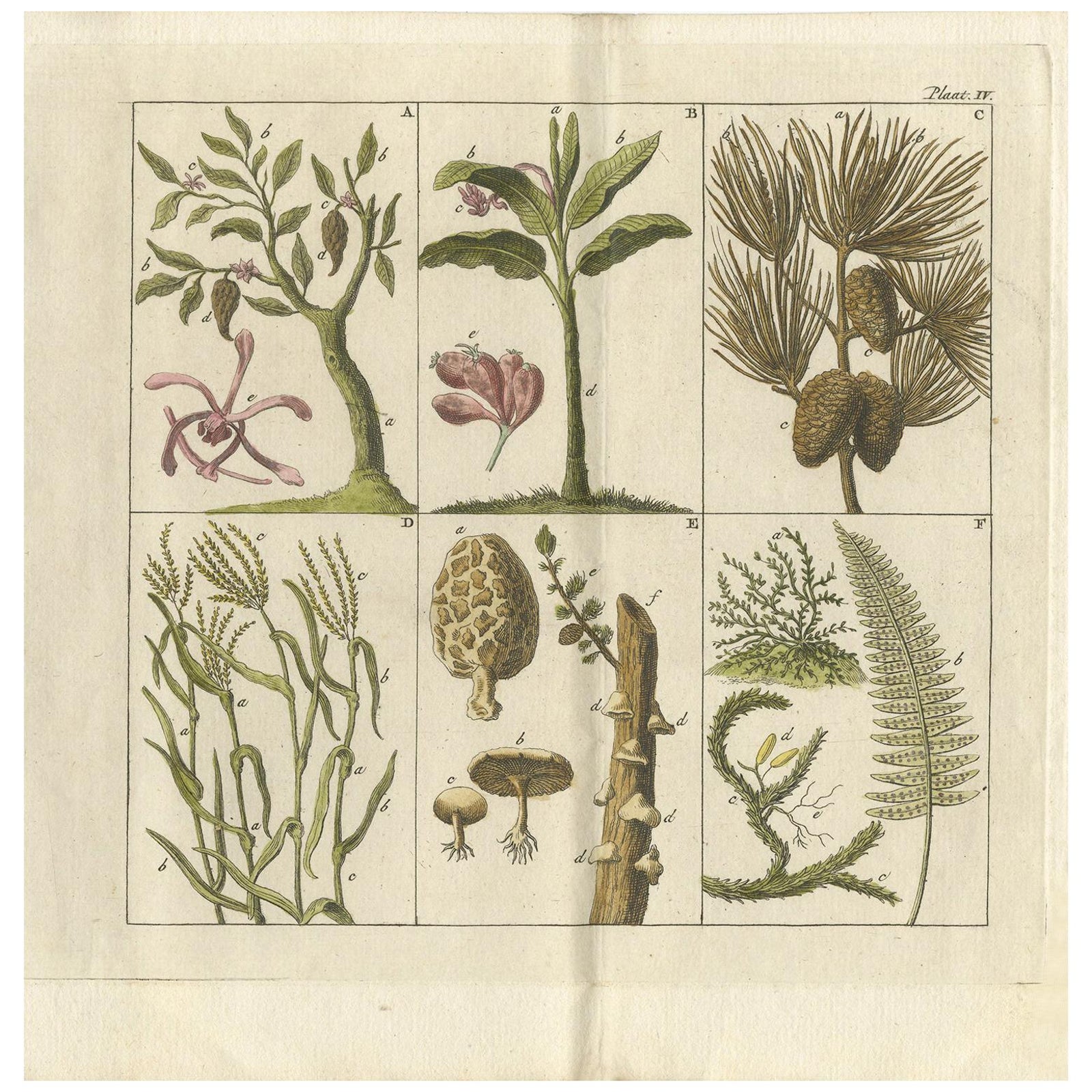 Antique Botany Print of Various Trees, Mushrooms and Ferns '1808'