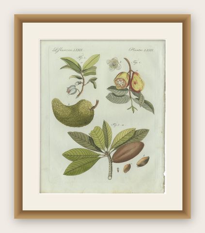 Original Antique Botanical Print of Tropical Fruits by Bertuch, c. 1800, shown framed