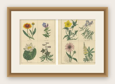 The Botanic Garden Flower Prints by Benjamin Maund, London c.1836, shown framed